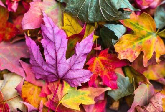 5 Heartwarming Activities for Grandma to Enjoy All the Colors of Autumn